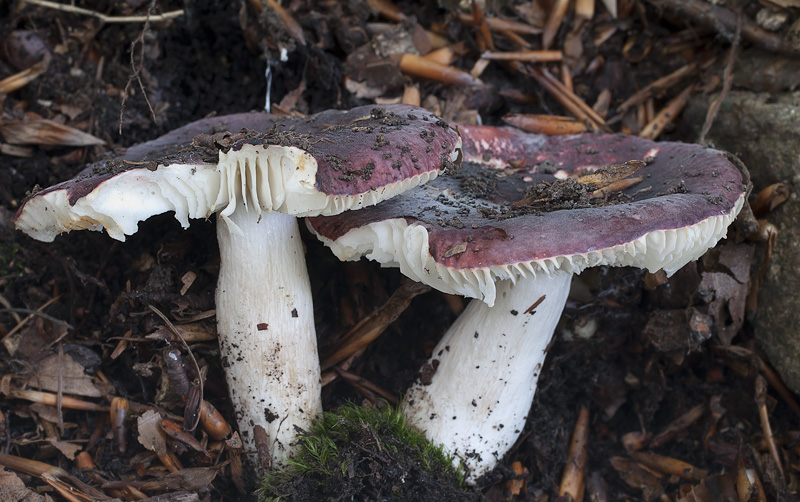 Russula amoeonoides